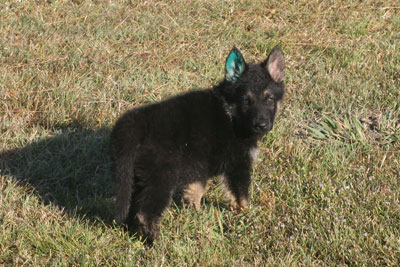 Pheonix vom GerdesHaus - GSD Female - German Shepherd